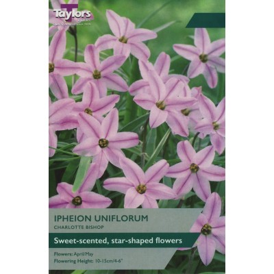 Ipheion Uniflorum Charlotte Bishop - size 4+ 